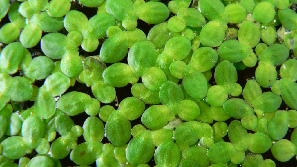 Duckweed image