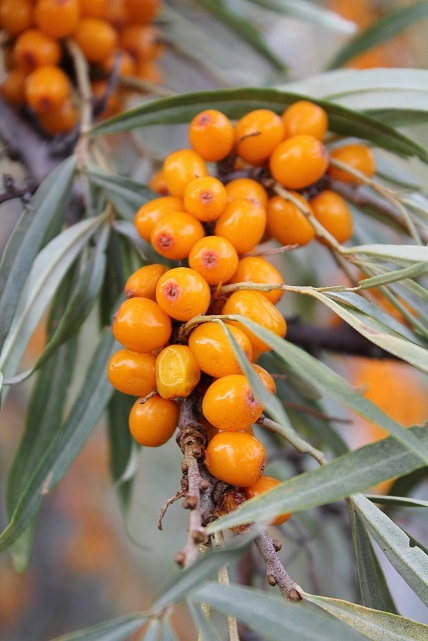 Sea Buckthorn: The Ancient Superberry Making a Modern Comeback