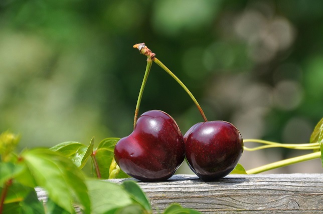 Nature’s Red Miracle: The Underrated Healing Power of Cherries